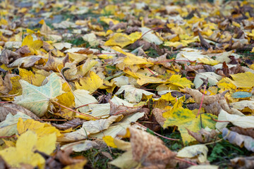 many colorful autumn leaves lie on the forest floor