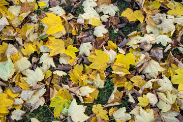 many colorful autumn leaves lie on the forest floor