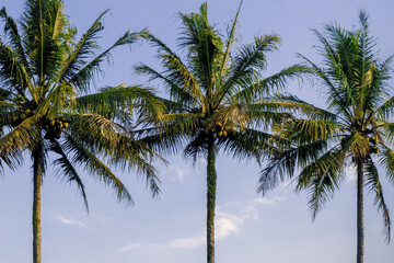 Coconut Tree with blue sky background.
