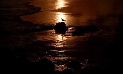 sunrise at a beach with seagull on a stone
