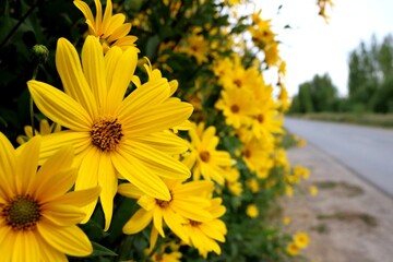 Flores amarillas al costado de la ruta/camino Alto Valle Río Negro, General Roca, Argentina