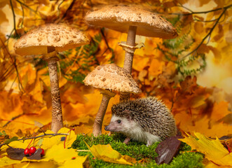 cute little hedgehod with parasol mushrooms on forest autumnal background