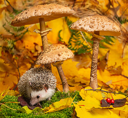 cute little hedgehod with parasol mushrooms on forest autumnal background