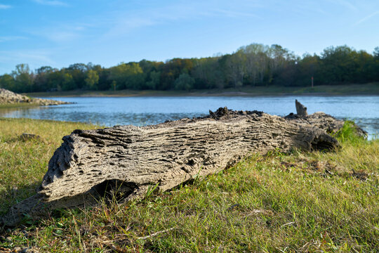  Durch Niedrigwasser freigelegte uralte Mooreiche am Ufer der Elbe bei Magdeburg 