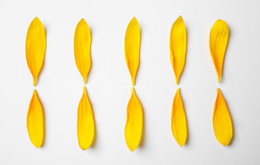 Fresh yellow sunflower petals isolated on white, top view