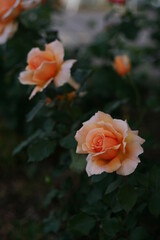 orange rose in garden