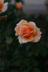yellow rose in the garden