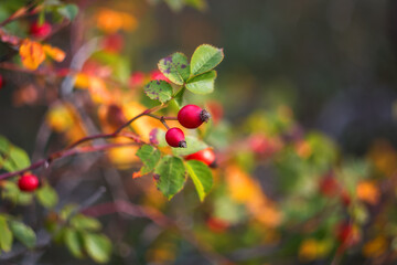 Rosehip fruit close-up. Rosehip on a blurred background with a copy of the space. Autumn