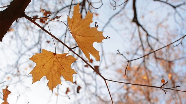 Autumn Yellow Tree Leaves on the Wind in Evening