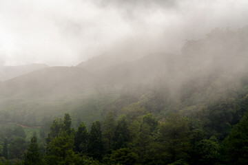 Mist in the mountains of Puncak, Bogor, Indonesia.