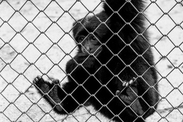 Siamang or Siamang Gibbon or Hylobates Syndactylus at the zoo.