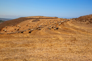 Obraz premium Goats on Cyprus