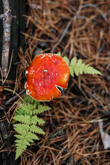 Amanita in a pine forest among tree needles. Red mushroom in the woods. Nature photo.