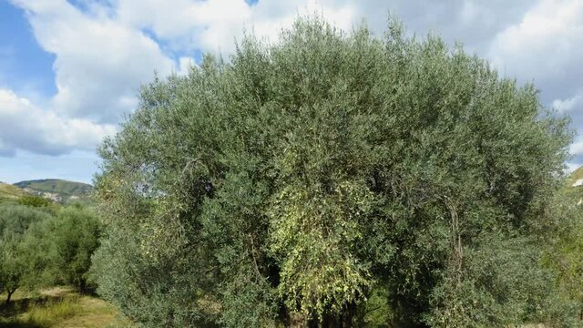 Alberi di ulivo in Calabria, vista aerea
