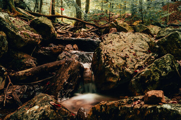 Fototapeta premium Forêts automnale