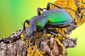 extreme close up of a green ground beetle on yellow lichen covered branch.