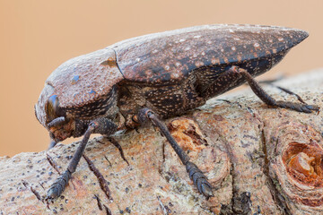 close up of a brown jewel beetle. Side view.