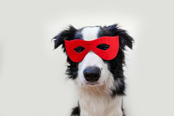 Funny studio portrait of cute smiling dog border collie in superhero costume isolated on white...