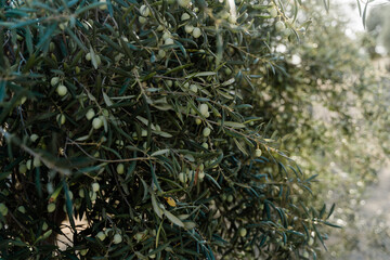 olive trees