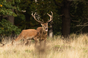 Naklejka na ściany i meble Adult red deer standing up and roaring while walking around his herd during rutting season at Richmond Park, London, United Kingdom. Rutting season last for 2 months during autumn
