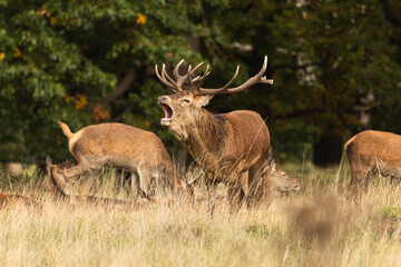 Adult red deer standing up and roaring while walking around his herd during rutting season at Richmond Park, London, United Kingdom. Rutting season last for 2 months during autumn