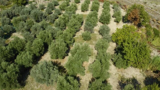 Alberi di ulivo in Calabria, vista aerea