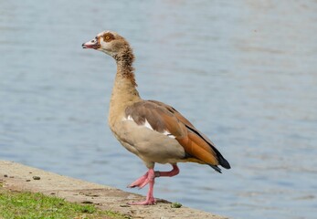 Nilgans an Main