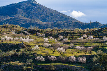 Fototapeta na wymiar Mandelblüte in Andalusien, Sierra de los Filabres