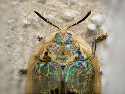 Escarabajo tortuga verde