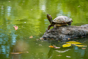 Red-Footed Tortoises (Chelonoidis Carbonarius) Northern South America Species Standing on a Rock in a Lagoon