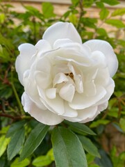 Close up of a white rose