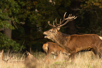 Naklejka na ściany i meble Adult red deer standing up and roaring to other males during rutting season at Richmond Park, London, United Kingdom. Rutting season last for 2 months during autumn