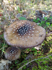 Amanita pantherina, known as panther cap or false blusher, a poisonous mushroom, common in italian forest