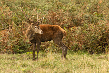 Detail photo of a young red deer while walking around and looking for females during rutting season at Richmond Park, London, United Kingdom. Rutting season last for 2 months during autumn
