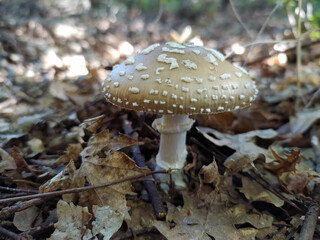 Amanita pantherina, known as panther cap or false blusher, a poisonous mushroom, common in italian forest