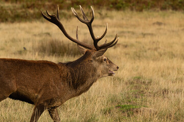 Adult red deer around his herd during rutting season at Richmond Park, London, United Kingdom. Rutting season last for 2 months during autumn