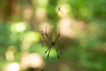 araña
