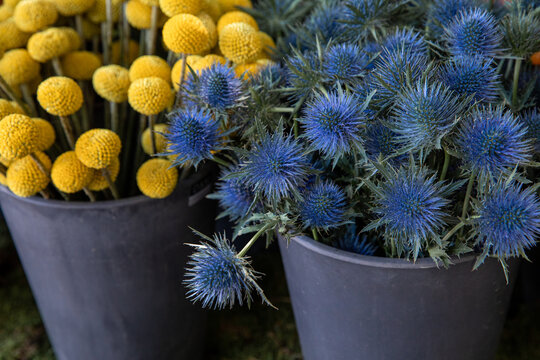 Full buckets of fresh cut blue Eryngium amethystinum herb and yellow flowers Craspedia in October.
