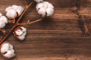 Cotton flowers close up on a dark wooden background. Copy space for text