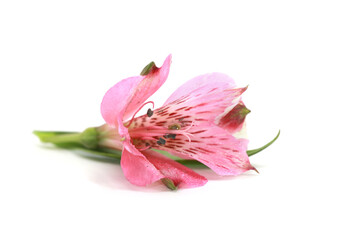 Close up shot of single Alstroemeria flower
