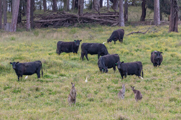 Fototapeta na wymiar Birds Cows and Kangaroos in a field in regional Australia