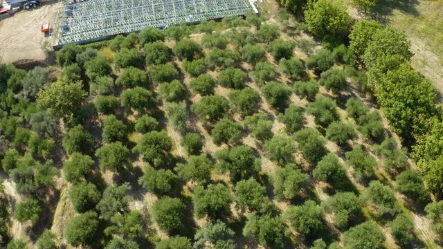 Alberi di ulivo in Calabria, vista aerea