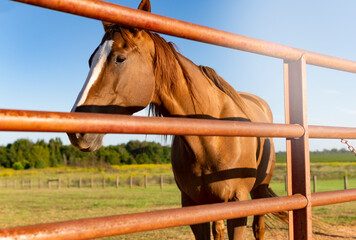 Beautiful Golden Chestnut Horse Near Rustic Fence On Ranch