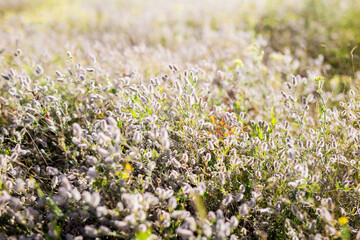 Obraz premium Field flowers