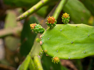 Opuntia Cochenillifera is a Species of Cactus in a Garden in Medellin, Colombia