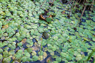 Duckweed plant on water. Covered with green lemna pond. Frog in duckweed. Marsh lemna Araceae.