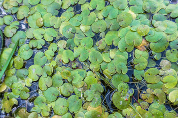 Duckweed plant on water. Covered with green lemna pond. Marsh lemna Araceae.