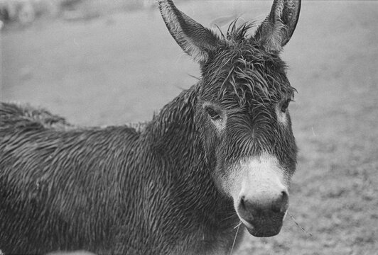Paddy the donkey on a rainy day