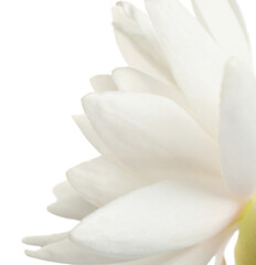 Fototapeta na wymiar Beautiful blooming lotus flower on white background, closeup