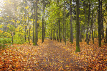 View of the autumn forest at wet evening time.